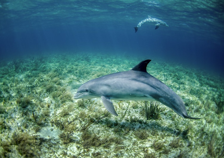 Family-Friendly Fun: Why Dolphin Tours Are Perfect for All Ages