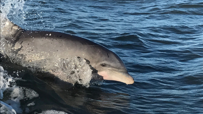Dolphin in water